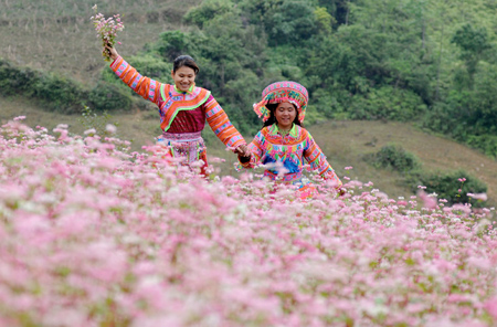 Hoa dua can ru, Hoa Tet, Hạt giống hoa, hoa treo, dạ yến thảo, hoa treo ban công, hạt giống hoa oải hương, bán hạt giống hoa oải hương, hat giong hoa oai huong, hạt giống  chất lượng cao, hat giong hoa , hat giong hoa chat luong cao, hoa trong tham, hoa trong chau,